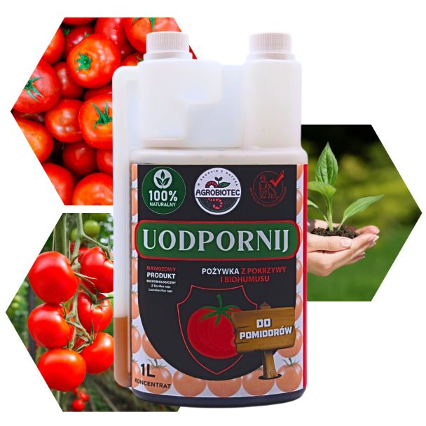 Uodpornij Do Pomidorów - Bacillus i Pokrzywa